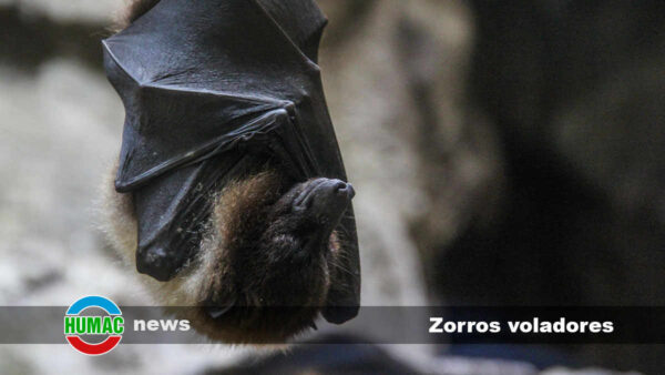 Zorros voladores: Vida, hábitat y curiosidades