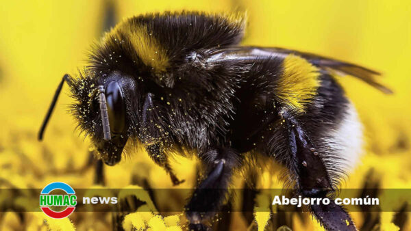 Vida de abejorro común y curiosidades