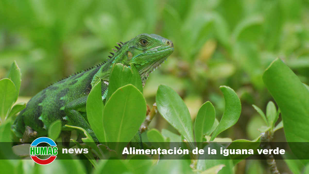 alimentación de la iguana verde