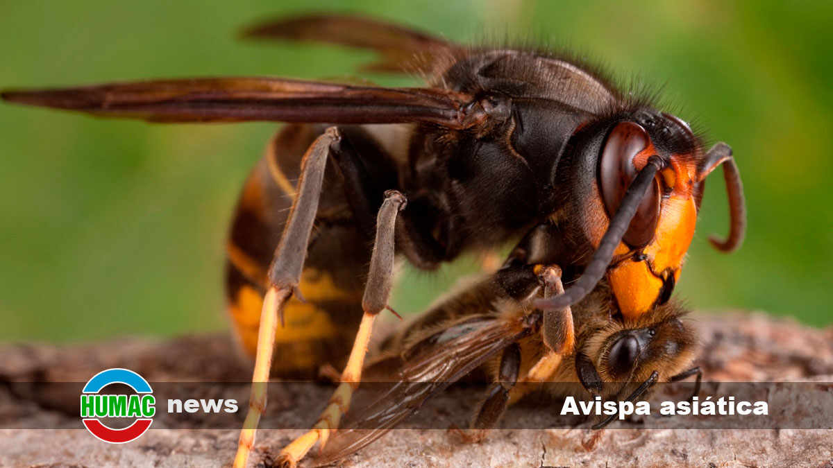 Avispa asiática: Cómo es, característica, nido y picadura