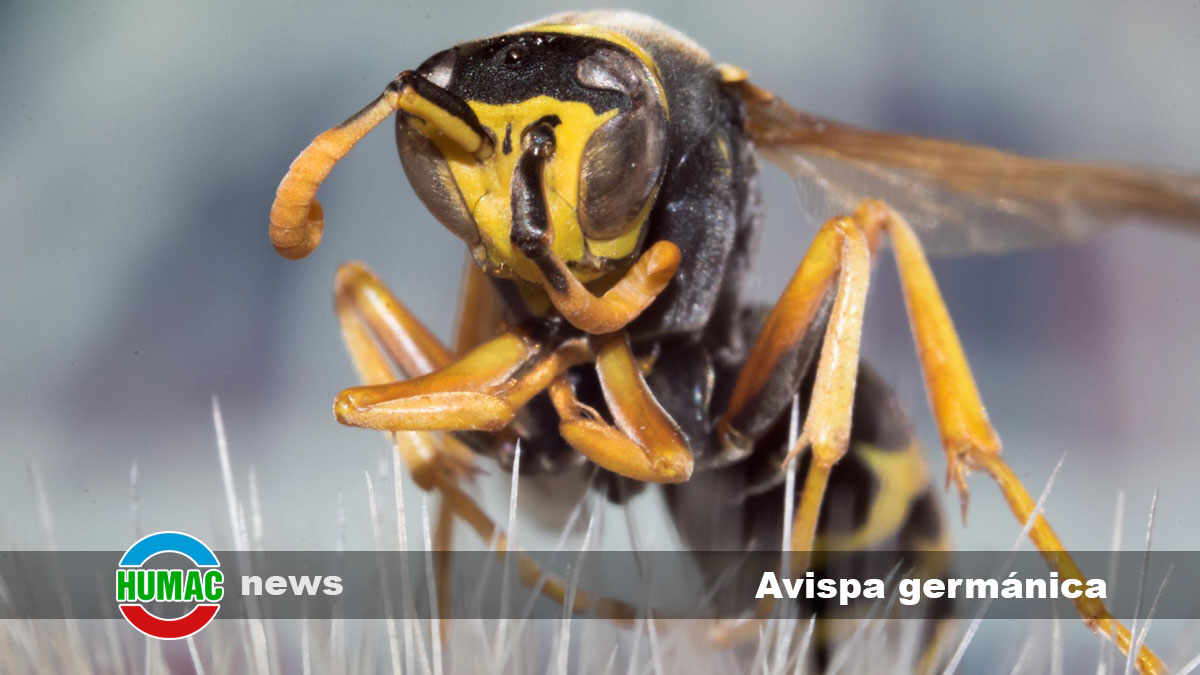 avispa germánica 1