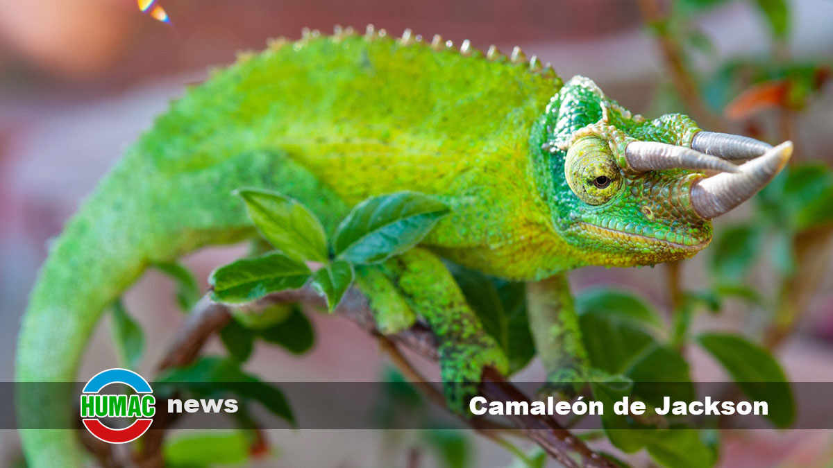 camaleon de Jackson 1