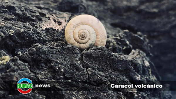 Caracol volcánico: Características, hábitat y curiosidades