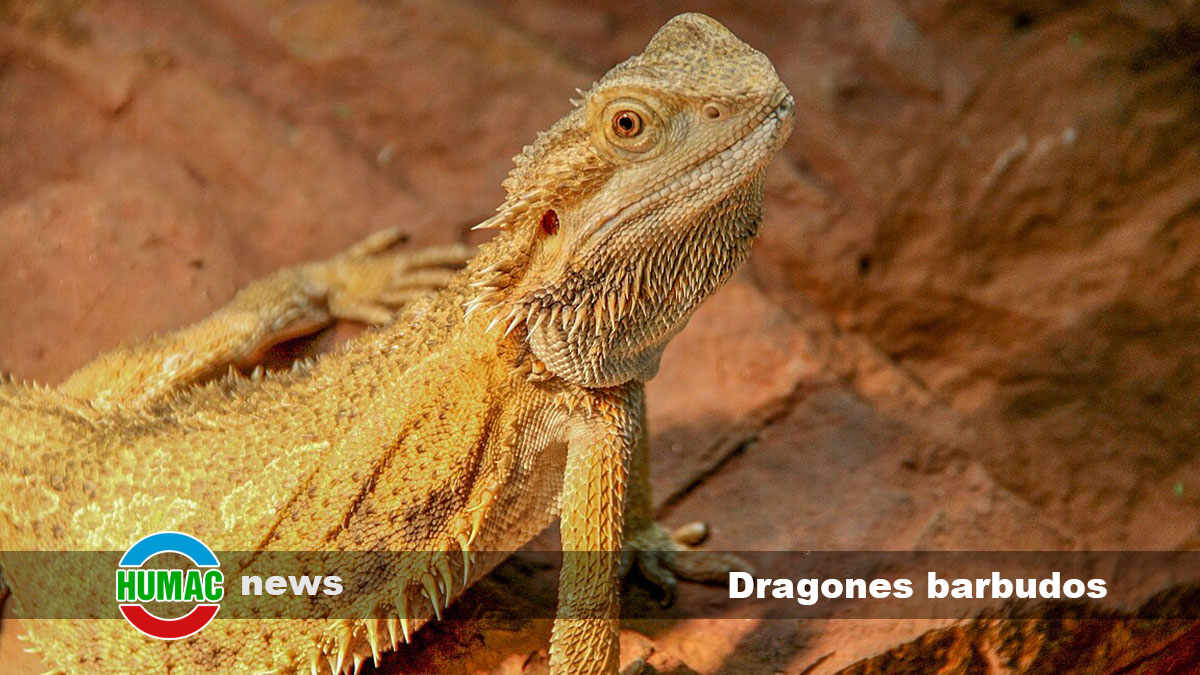 Dragones barbudos: Qué son estos reptiles y cómo cuidarlos