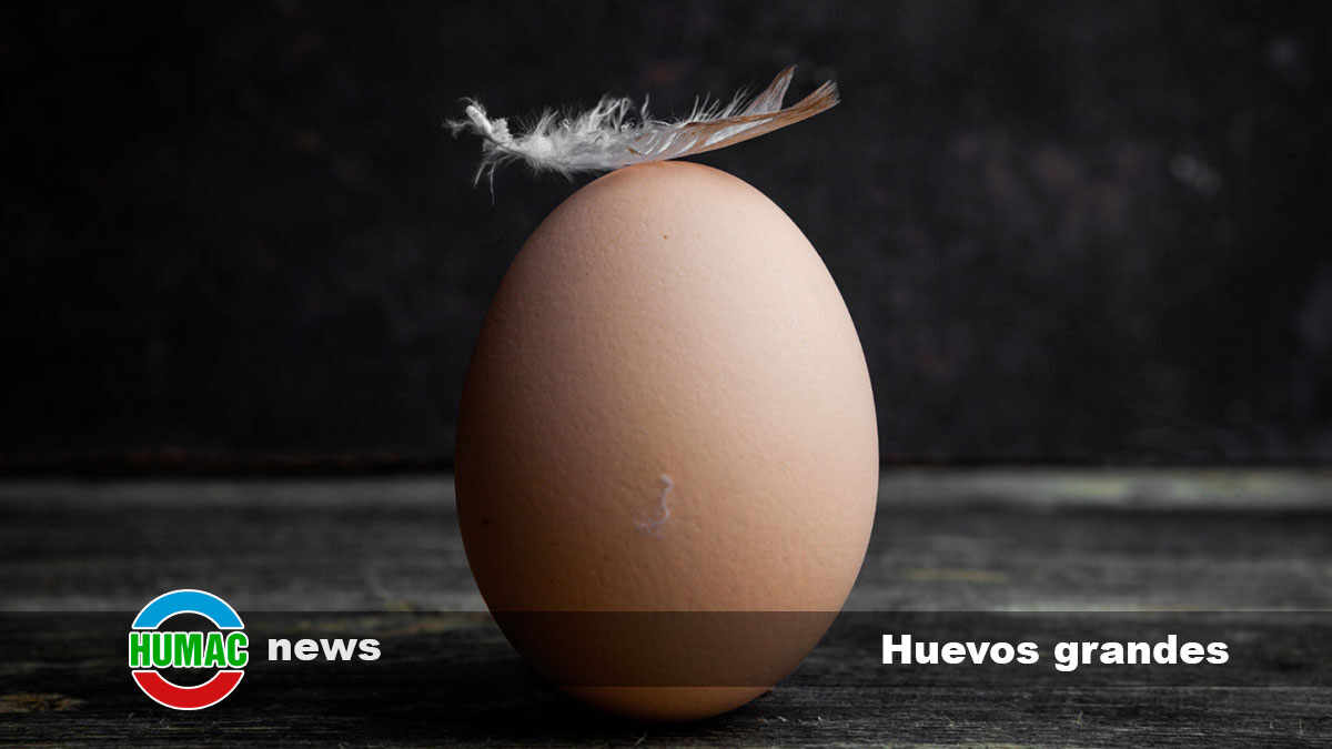 huevos grandes 1