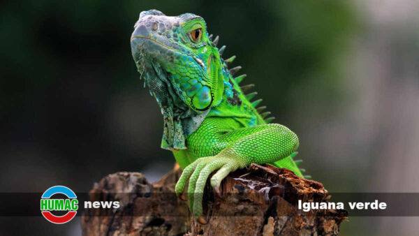 Vida de iguana verde y curiosidades