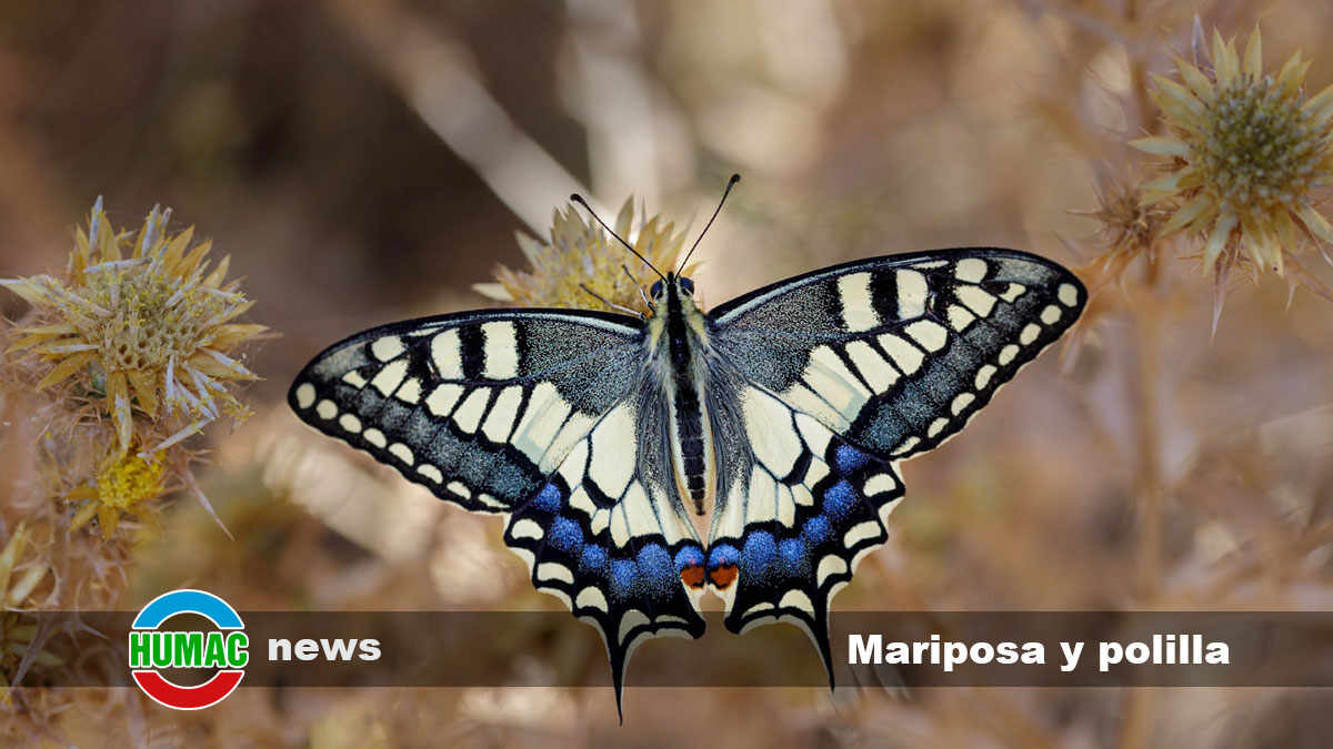 Mariposa y polilla : ¿Qué diferencia hay entre ellas?