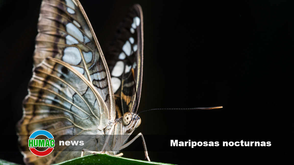 Mariposas nocturnas: Cuáles son, ejemplos, características