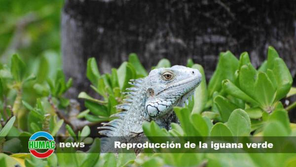 Reproducción de la iguana verde: Todo lo que debes saber
