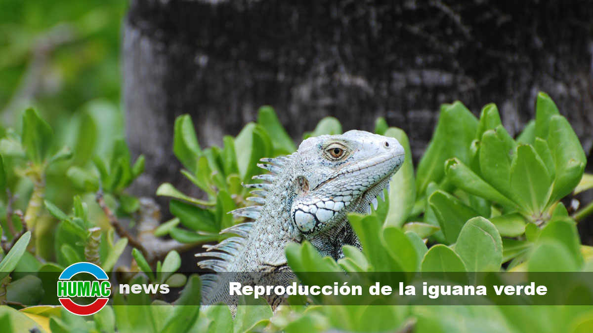 reproducción de la iguana verde