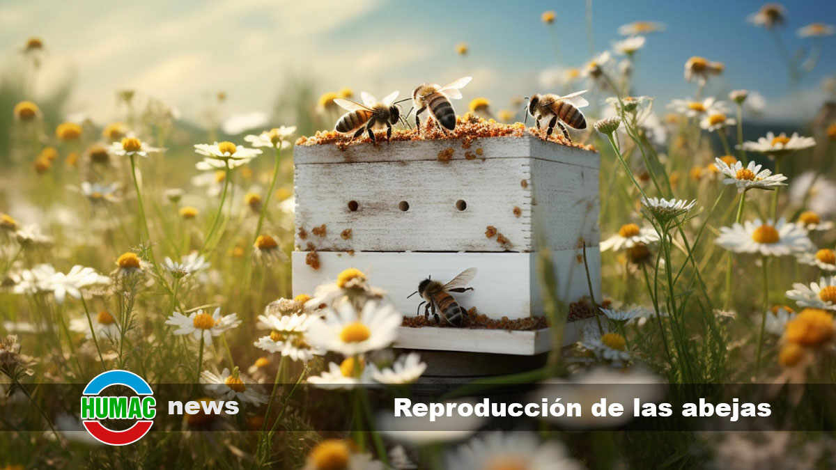 Reproducción de las abejas: ¿Cómo es?