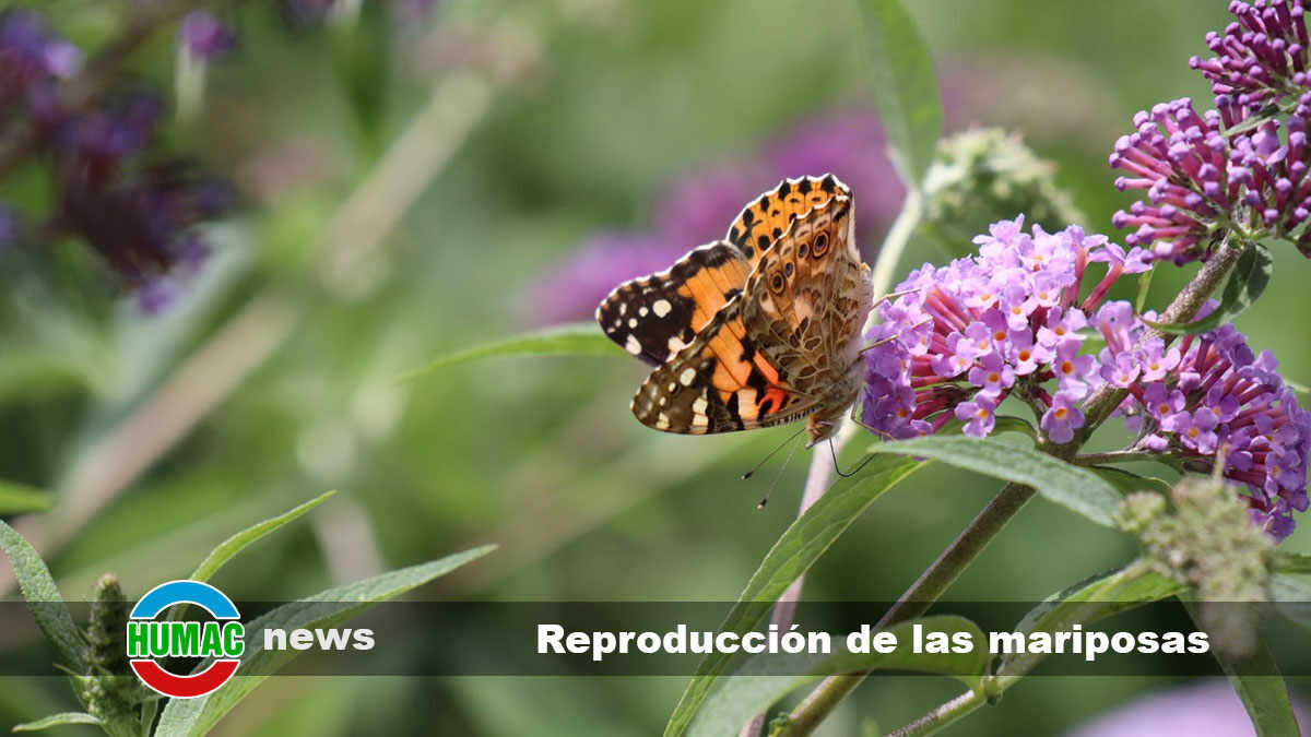 Reproducción de las mariposas: ¿Cómo es?