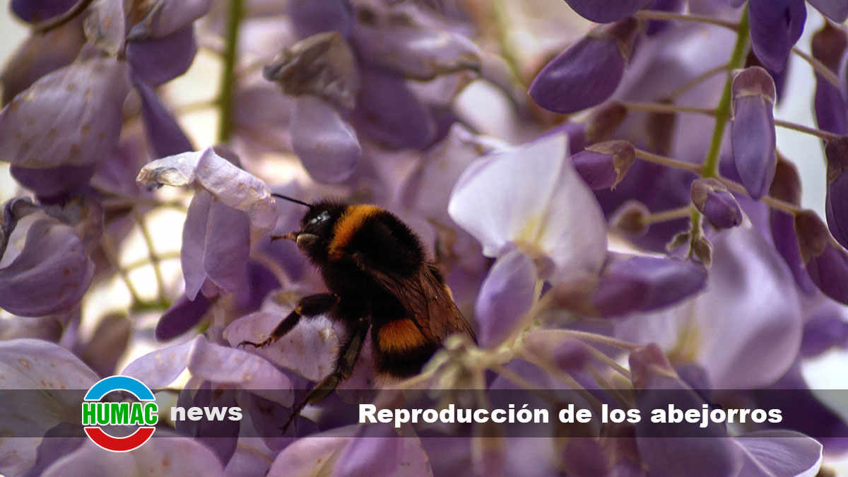 Reproducción de los abejorros