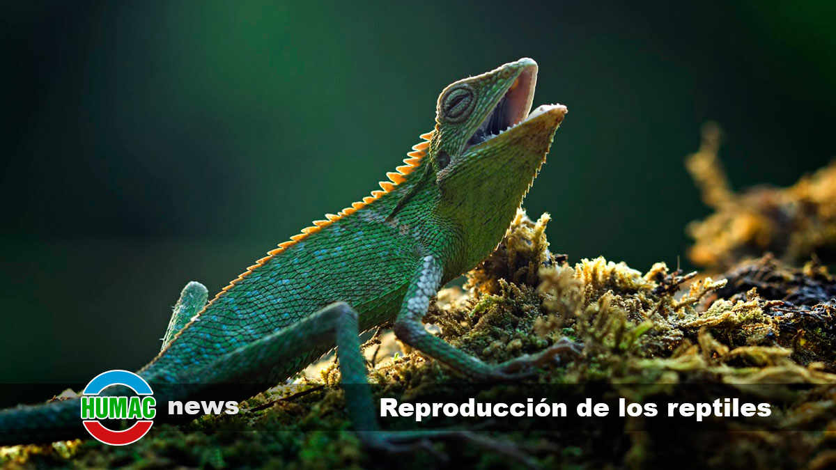 Reproducción de los reptiles: Tipos y ejemplos