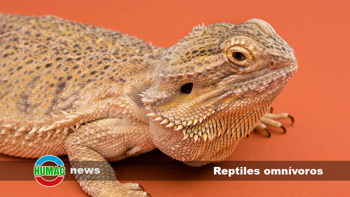 reptiles omnívoros 1