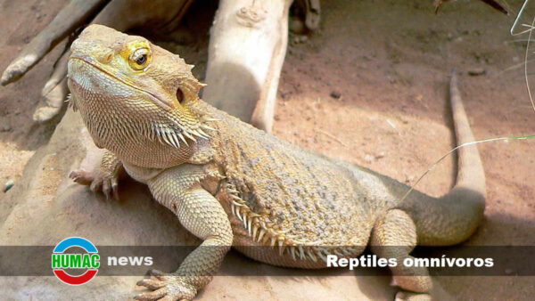 Reptiles omnívoros : ¿Existen? ¿Cuáles son?