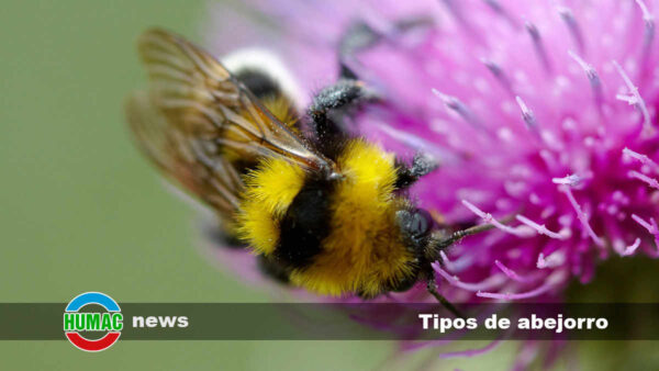 Tipos de abejorro: Cuántos hay, nombres y características