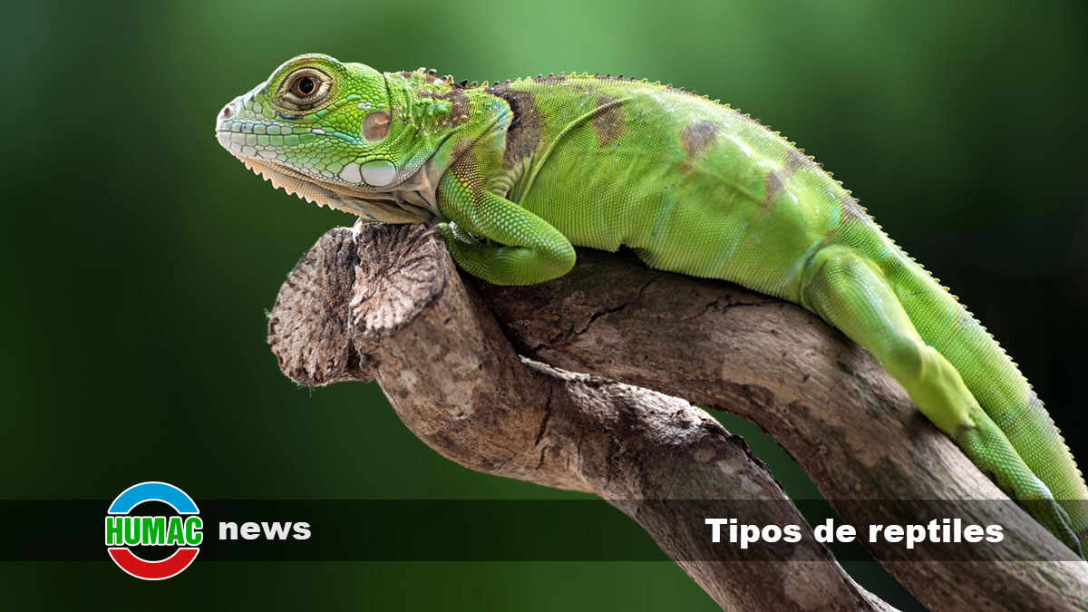 Tipos de reptiles: Cuáles son, ejemplos y características