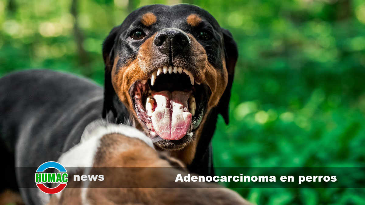 adenocarcinoma en perros