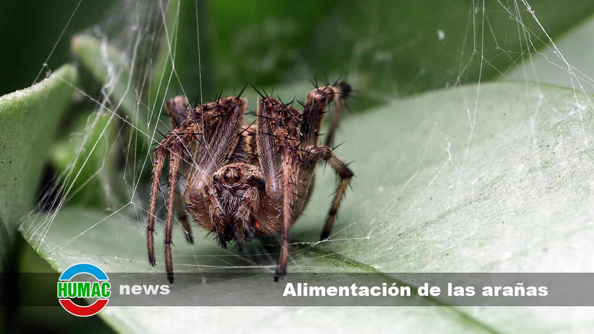 alimentación de las arañas