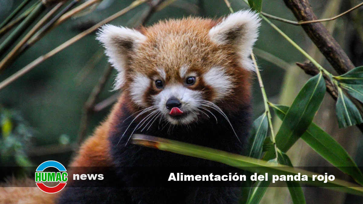 Alimentación del panda rojo: Qué come este encantador mamífero