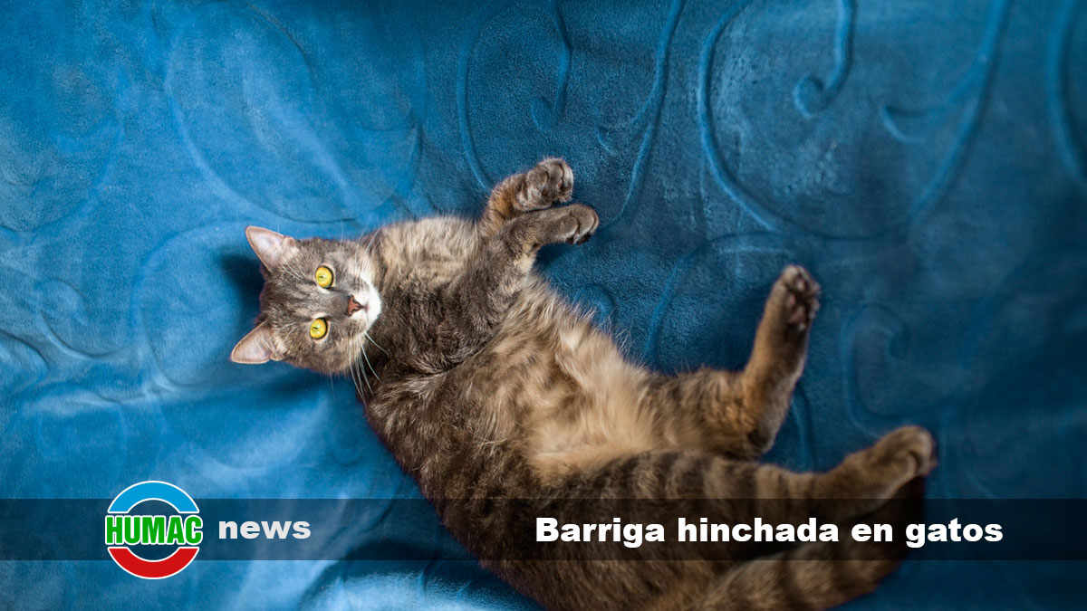 barriga hinchada en gatos