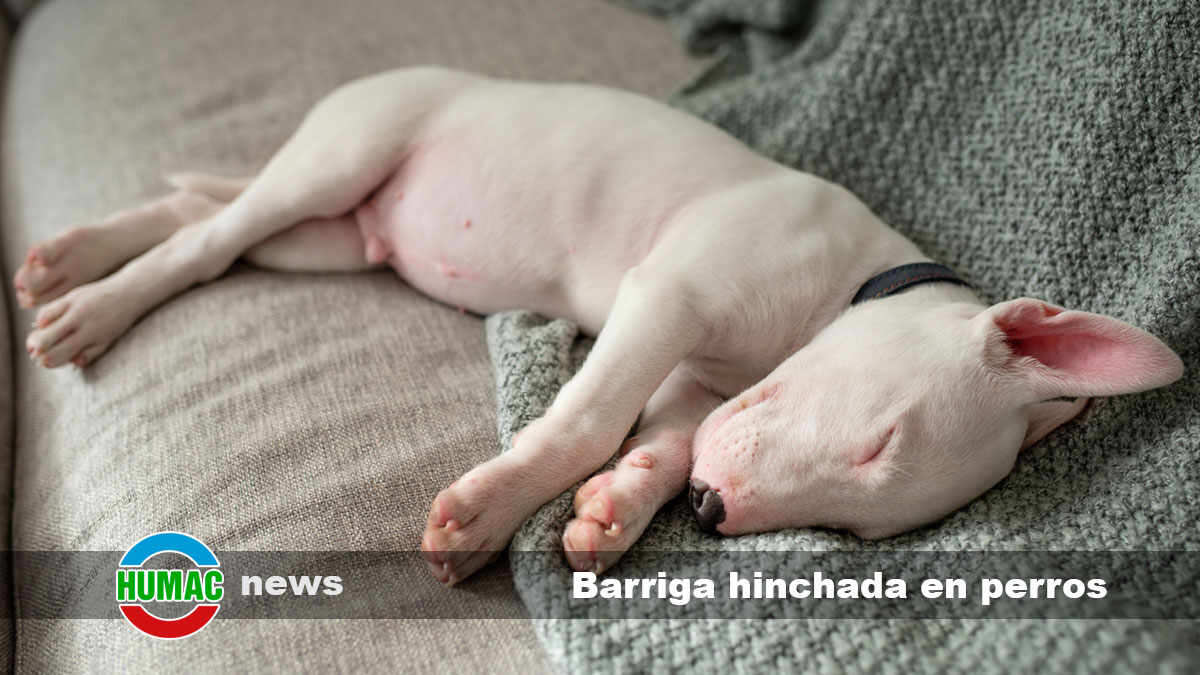 barriga hinchada en perros