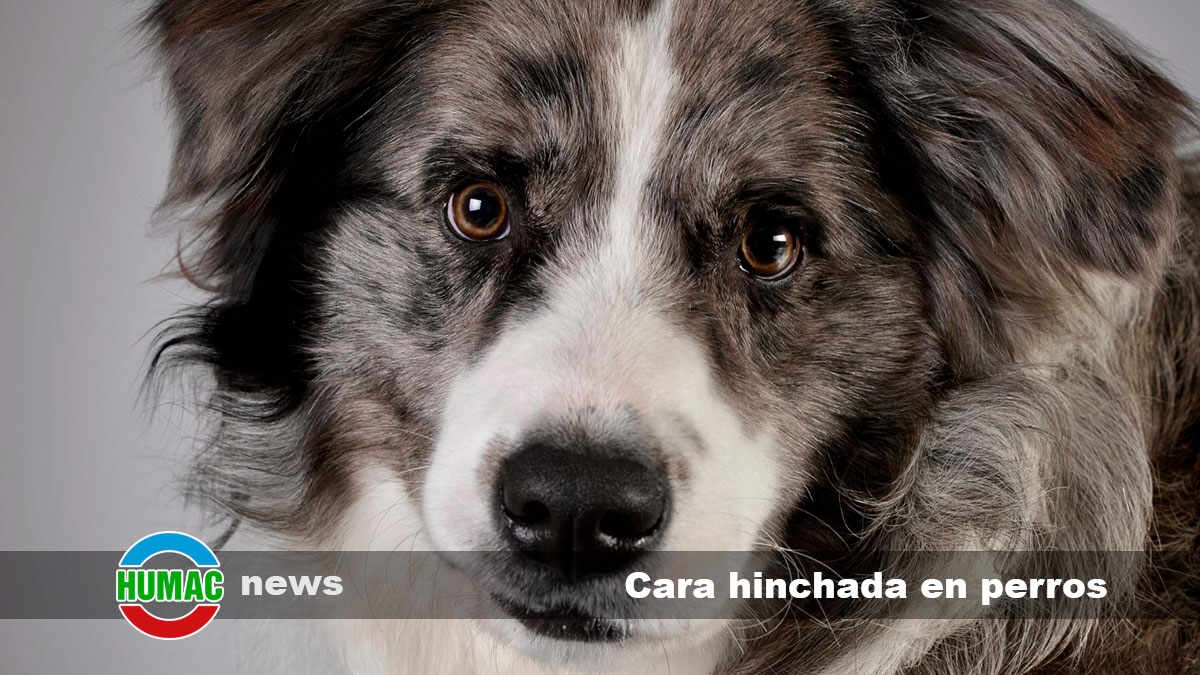 cara hinchada en perros