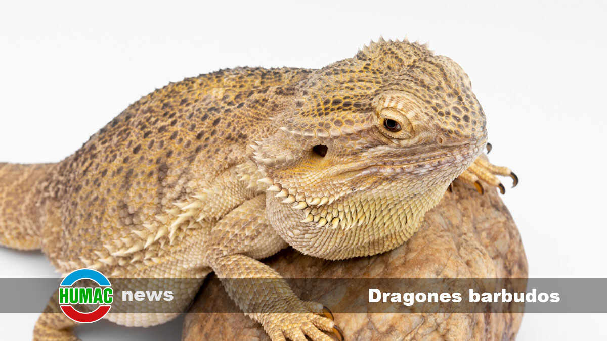 Dragones barbudos: Qué son estos reptiles y cómo cuidarlos