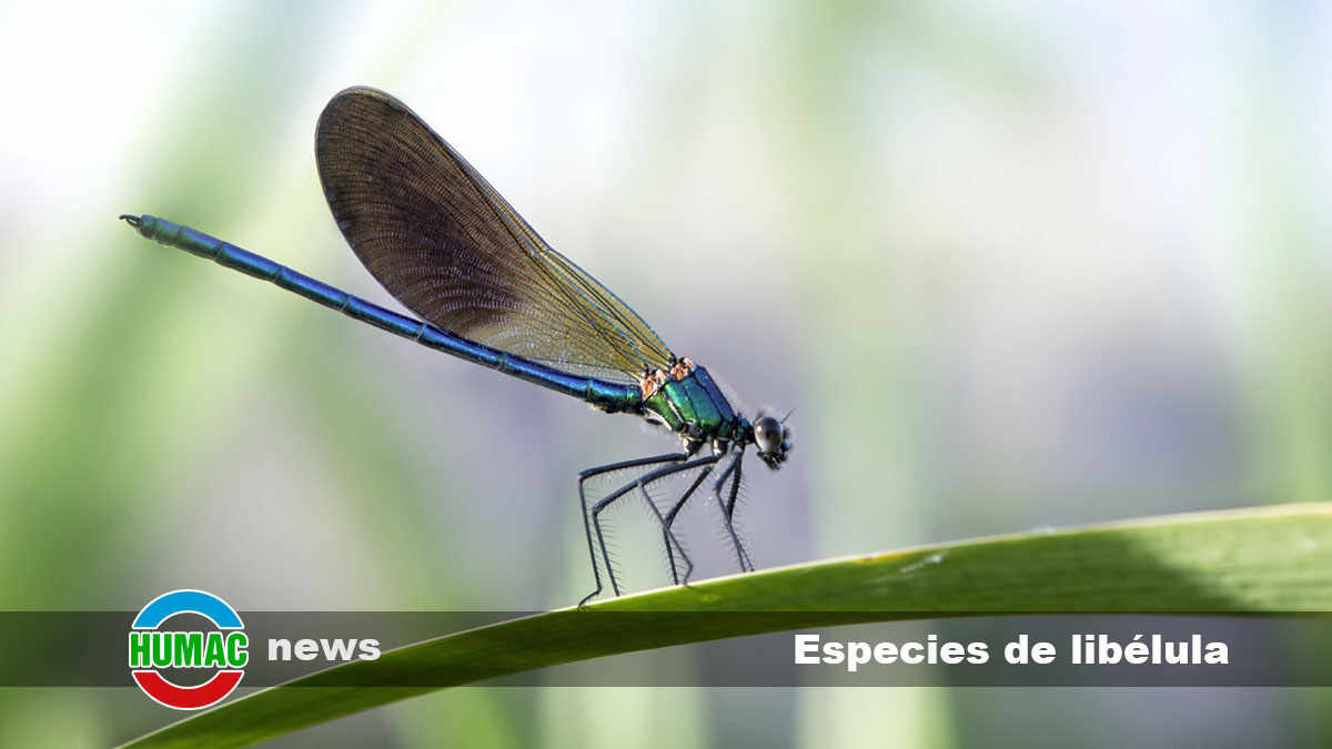 Especies de libélula: Cuántas hay, ejemplos y características