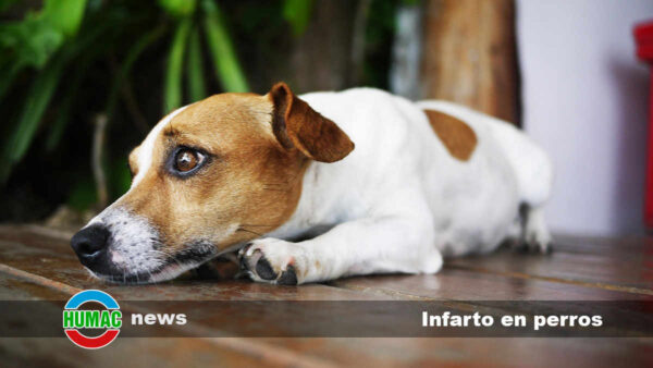 Infarto en perros: Síntomas y qué hacer