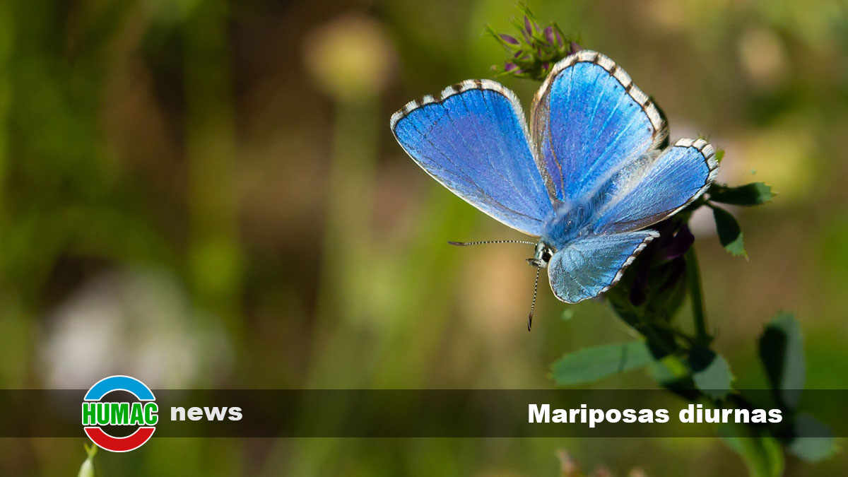 Mariposas diurnas: Cuáles son, ejemplos y características