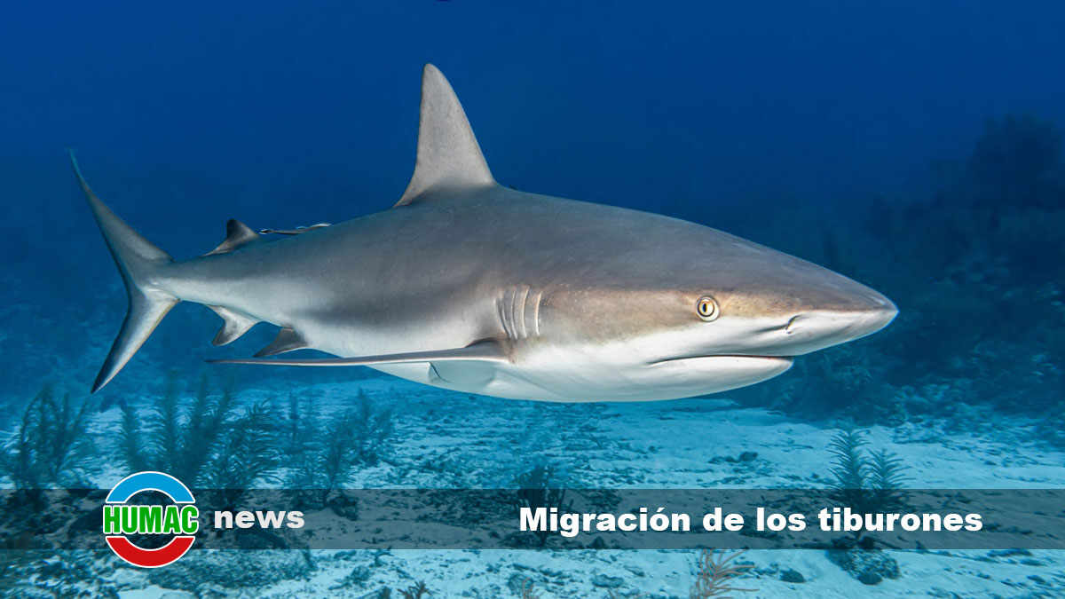 La fascinante migración de los tiburones: Un misterio revelado