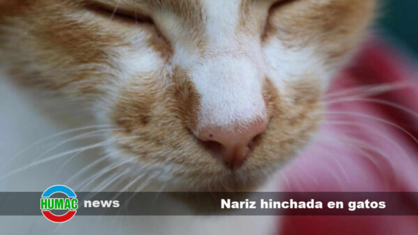 Nariz hinchada en gatos: Causas, tratamientos