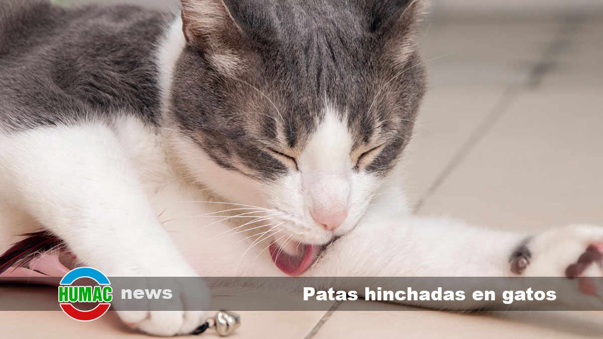 patas hinchadas en gatos