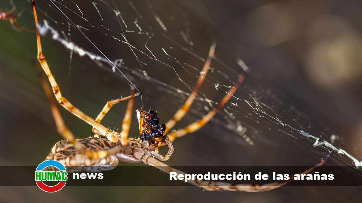 Reproducción de las arañas: Cómo es, paso a paso