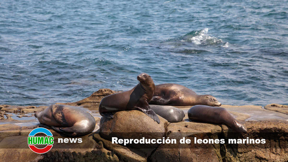 Reproducción de leones marinos : Paso a paso