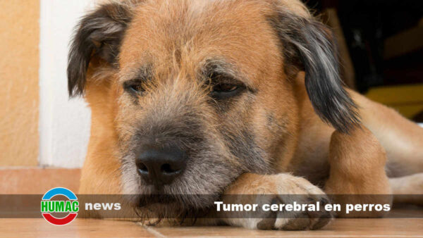 Tumor cerebral en perros: Síntomas y tratamiento