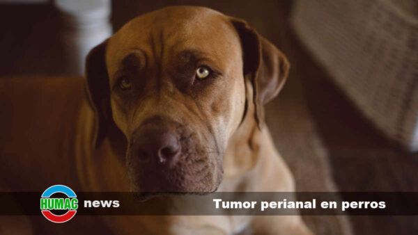 Tumor perianal en perros: Síntomas y tratamiento