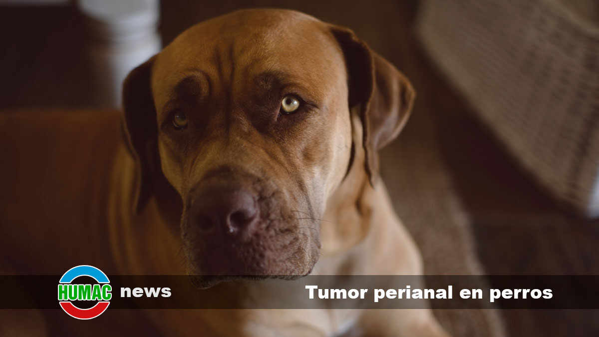 tumor perianal en perros