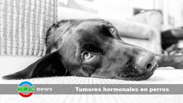 Tumores hormonales en perros