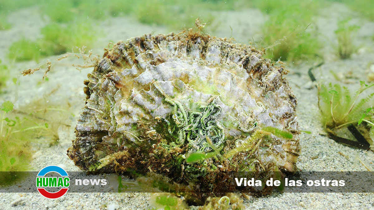 vida de las ostras