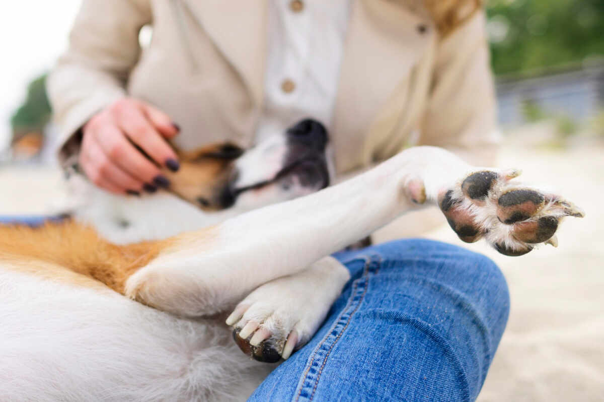 calambres en perros