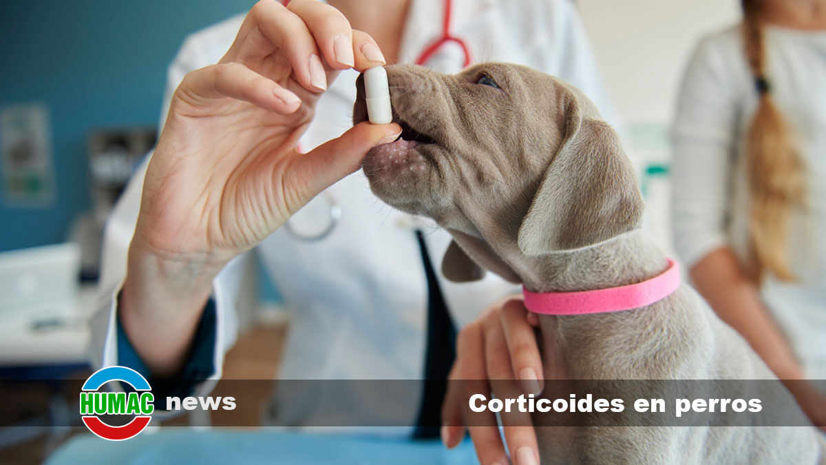 corticoides en perros