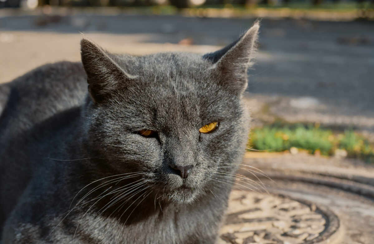 espasmos en gatos mayores