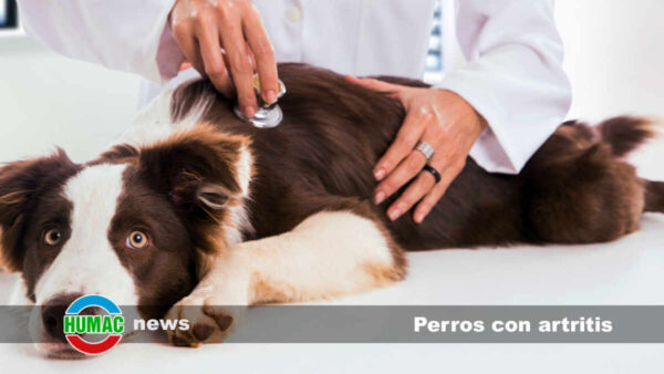 Perros con artritis: Síntomas, tratamiento y medicamentos