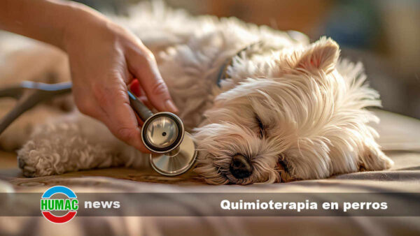 Quimioterapia en perros: Efectos secundarios y medicamentos