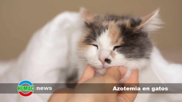 Azotemia en gatos: Tipos, síntomas y tratamiento