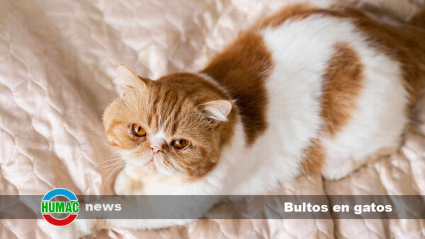 Bultos en gatos: Tipos, causas y tratamientos