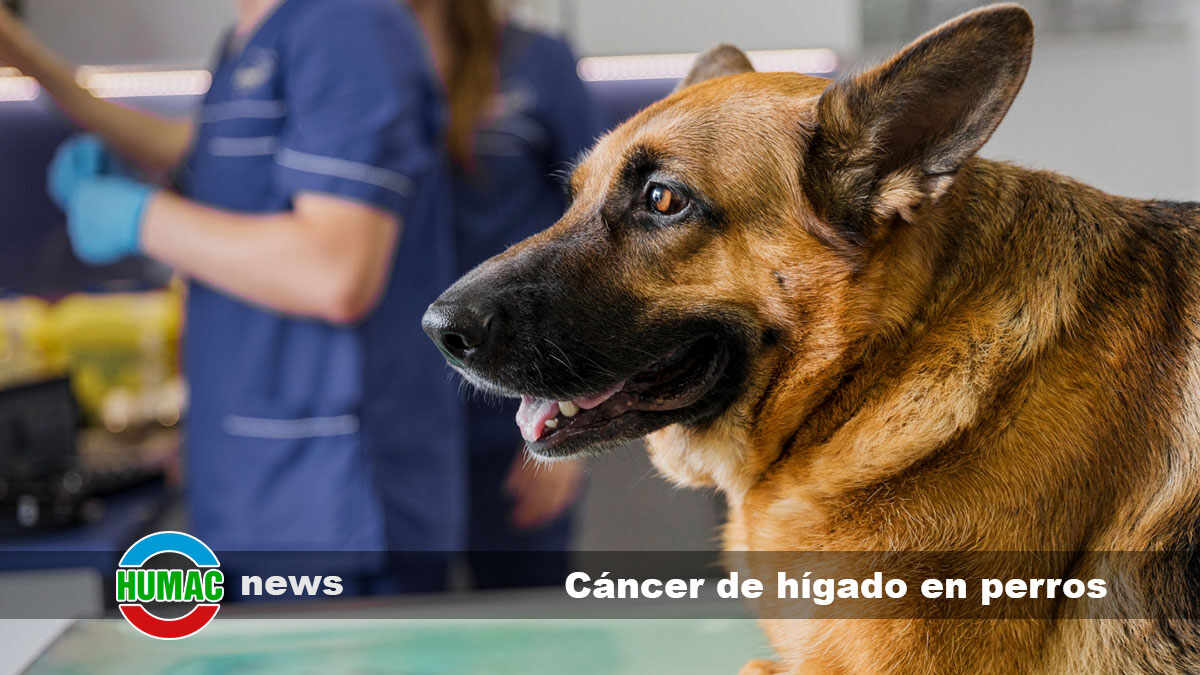 Cáncer de hígado en perros: Síntomas y tratamiento